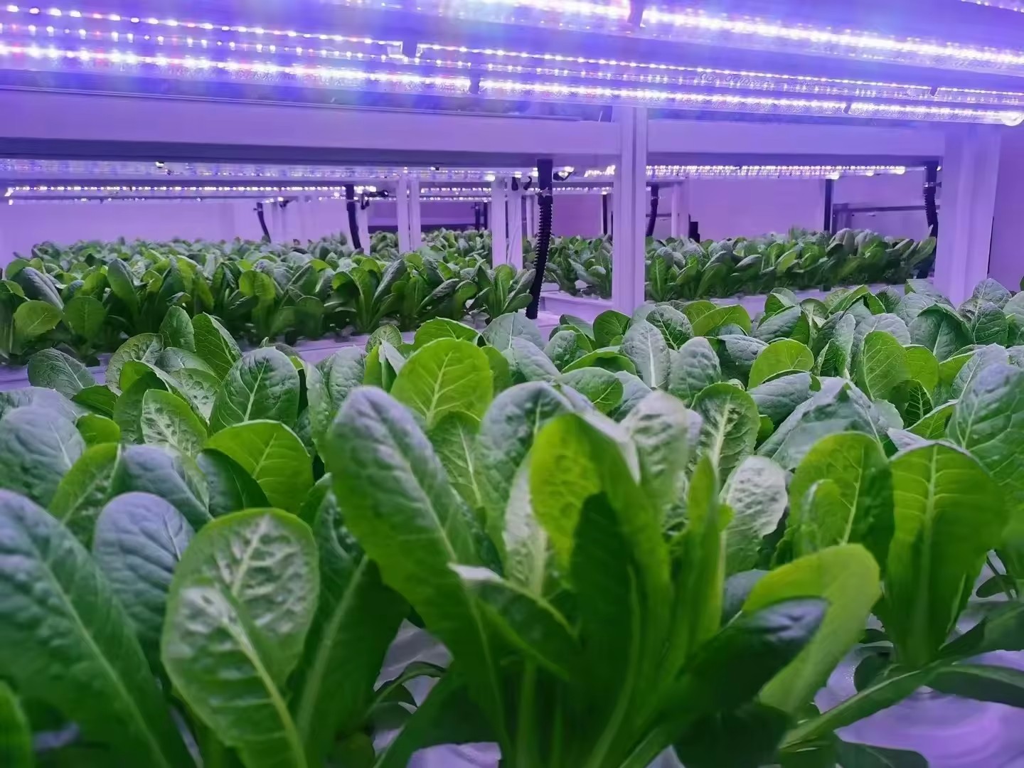 F Estufa Equipamento Agrícola  - Agriculture Farming Systems avaliação e preço